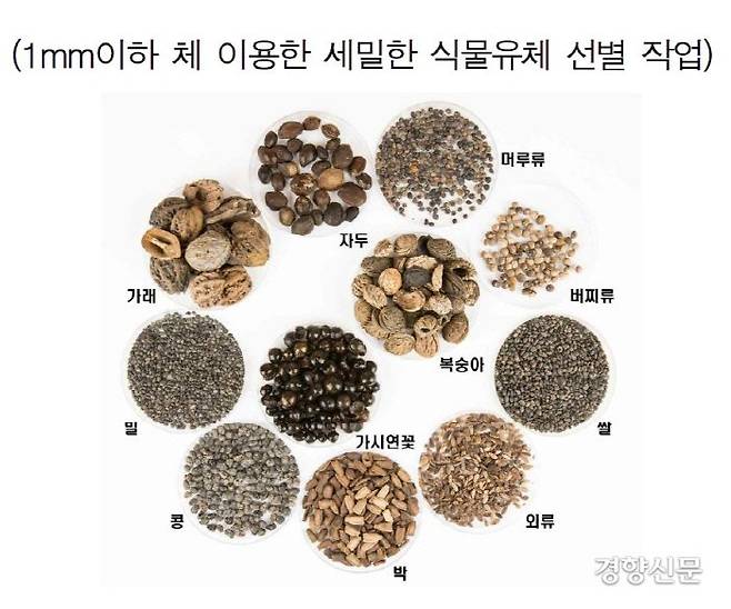 해자에서 출토된 주요 씨와 열매류. 1㎜ 이하의 체를 이용한 체질로 식물유체를 선별해냈다.|국립경주문화재연구소 제공