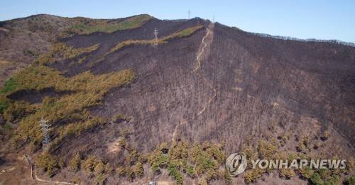 검게 타버린 야산 [연합뉴스 자료사진]