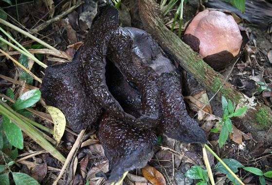 죽은 라플레시아.시커멓게 말라 죽은 꼴이 흉측하다. 손민호 기자