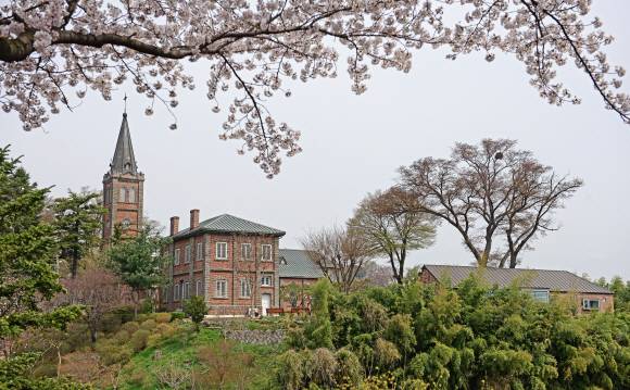 충남역사박물관에서 바라본 공주중동성당 주변 풍경. 벚꽃의 분홍빛과 성당의 붉은 외벽이 아름다운 조화를 이룬다. 이 자리에 서면 공주의 봄은 불그스름한 분홍빛이란 걸 깨닫는다.