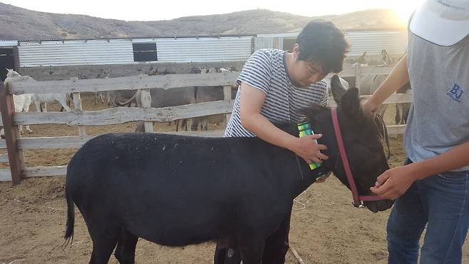 윤영찬 라이브스톡 대표가 카자흐스탄 유목마을에서 방목 중인 당나귀에 IoT(사물인터넷) 기술을 활용한 웨어러블 관리장치를 매달고 있다. /사진=라이브스톡