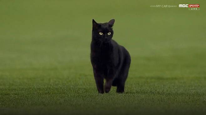 잠실 고양이. /사진=MBC SPORTS+방송캡처