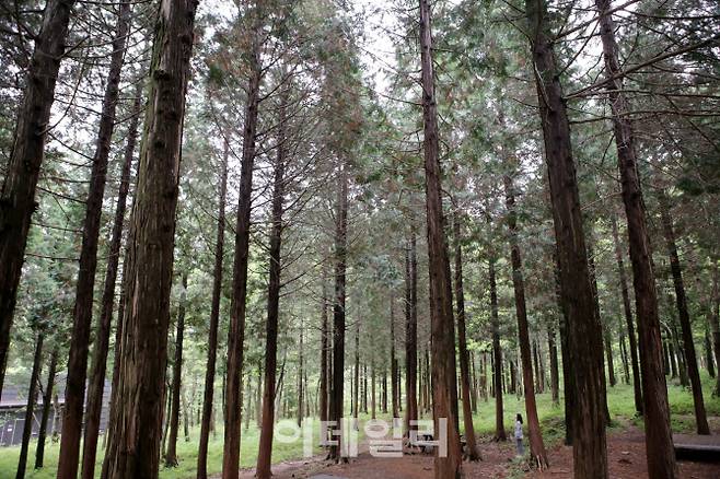 국립편백자연휴양림의 편백숲