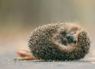 고슴도치는 천적을 만나면 몸을 둥글게 말아 자신의 몸을 보호하는 행동을 한다. 게티이미지뱅크 제공