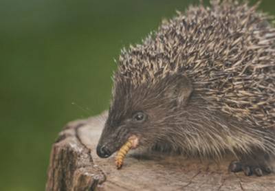 고슴도치가 밀웜처럼 말랑한 먹이를 먹을 경우 치아에 껴서 치석이 생긴다. 이는 구강 질병으로 이어질 수 있으니 주의한다. 게티이미지뱅크 제공