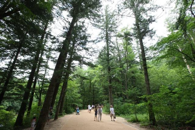 월정사와 상원사를 잇는 오대산 옛길은 전나무, 소나무, 참나무 등으로 숲이 우거져 있다. 박승화 기자 eyeshoot@hani.co.kr