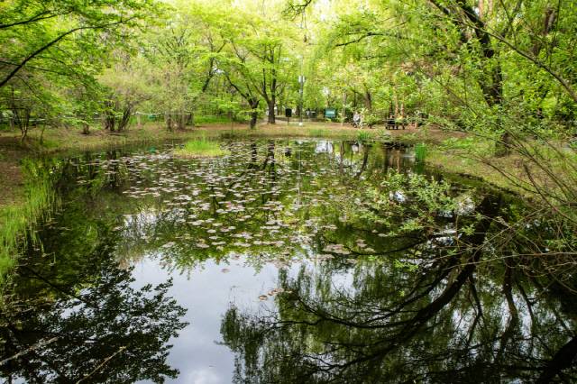 영등포구 여의도공원 자연생태의 숲 생태연못. /사진=서울관광재단