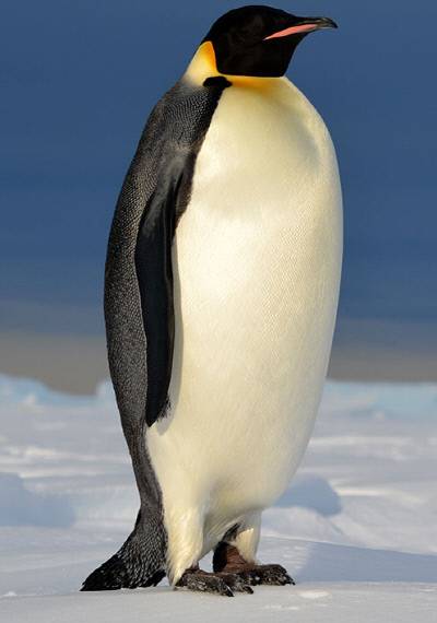 남극의 황제펭귄. 응용물리학저널 제공