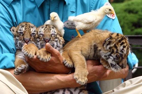 2007년 4월25일 경기도 용인 에버랜드 사파리월드에서 태어난 아기호랑이 3마리가 일반에 공개됐다. [중앙일보DB]