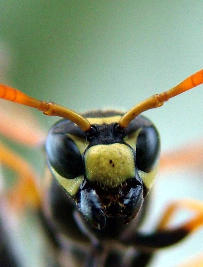 쌍살벌의 뇌는 쌀 한톨보다 작다. 그러나 다른 벌의 얼굴을 기억하는 등 지적 능력을 발휘하는 데 어려움이 없다. 엘리자베스 티베츠 제공.