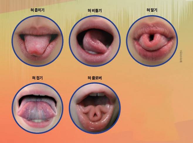 사람마다 혀의 움직임을 수행하는 능력에 차이가 있다. 학계에선 이런 차이가 유전적인 영향에서 비롯되지만 훈련을 통해 극복할 수 있다고 본다. 과학동아 제공