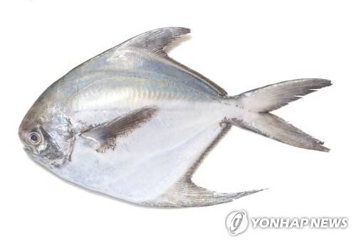 병어 [해양수산개발원 제공]