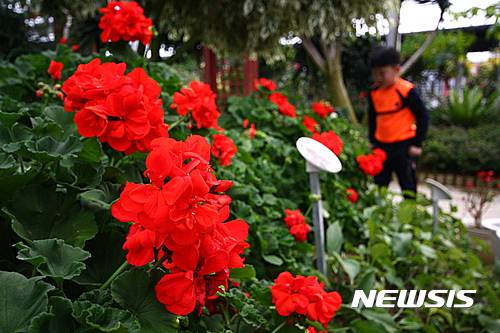 제라늄. /사진=뉴시스