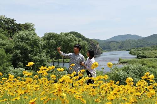 금강을 배경으로 펼쳐진 금계국 물결 (영동=연합뉴스) 영동군 양산면 봉곡리의 금강 둔치에 노란빛의 금계국이 활짝 폈다. 2019.5.31 [영동군 제공, 재판매 및 DB 금지]