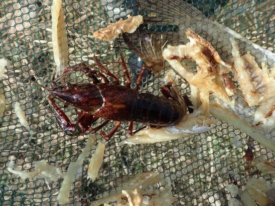 국립생태원이 지난해 영산강 지류인 전남 나주 지석천에서 실시한 외래생물 정밀조사 당시 통발에 포획된 미국가재. [사진 국립생태원]