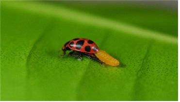 말벌 유충이 자라고 있는 무당벌레.