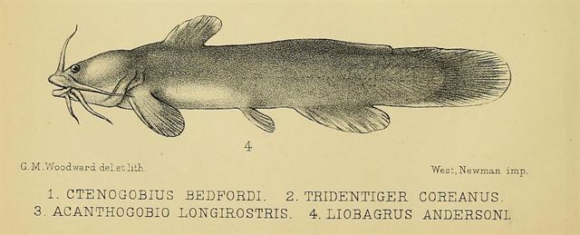 1908년 미국 동물학자 앤더슨의 이름을 붙인 퉁가리(Liobagrus andersoni). 국립생물자원관 제공