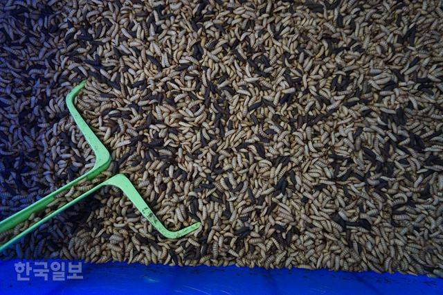 동애등에(블랙솔저플라이)의 애벌레들. 하얀 구더기는 늙으면 초콜릿색으로 변한다.