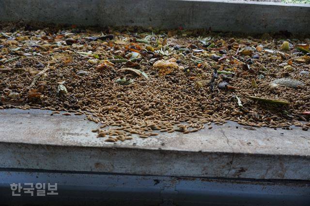 바이오리액터에서 음식물 쓰레기를 먹고 있는 동애등에(블랙솔저플라이)의 애벌레들. 미관상 그리 좋지 않으나 썩는 냄새는 나지 않아 거부감이 덜했다.