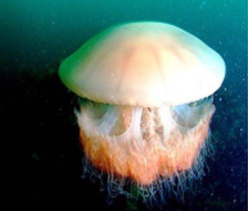 국립수산과학원이 지정한 7개 독성 해파리 중 하나인 노무라입깃해파리. 사진: 연합뉴스