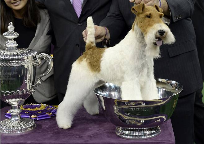 폭스 테리어의 한 종류인 와이어 폭스 테리어.(사진은 기사 내용과는 무관함)/사진=AFP
