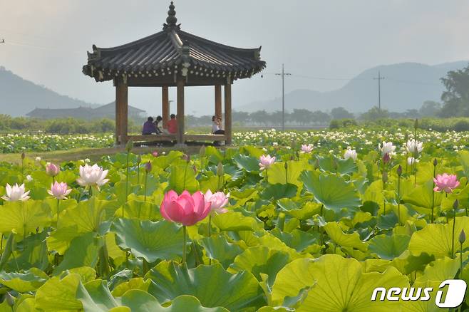 6일 경북 경주시 동부사적지 동궁과 월지에서 연꽃들이 활짝 꽃망울 터뜨리자 시민들이 찾아와 연꽃향에 취하고 있다./뉴스1 © News1 최창호 기자