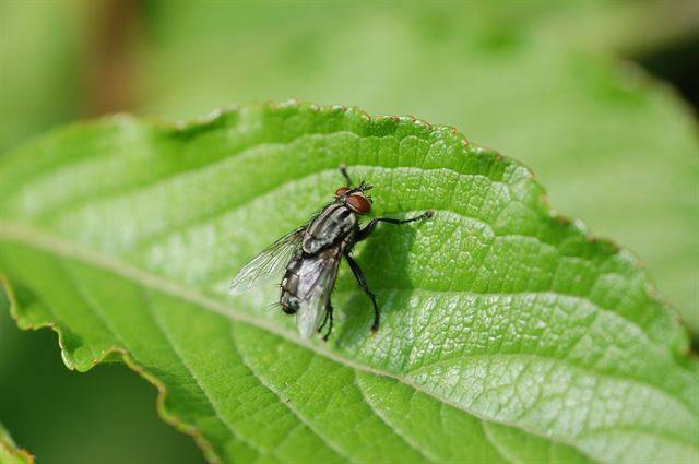 쉬파리는 썩은 고기나 사람이나 동물의 똥에서 발생하며 인간에게 질병을 전파하는 해충으로 분류되지만 동물 사체를 분해하는 역할로 인해 법의학에서 활용되기도 한다. 국립생물자원관 제공