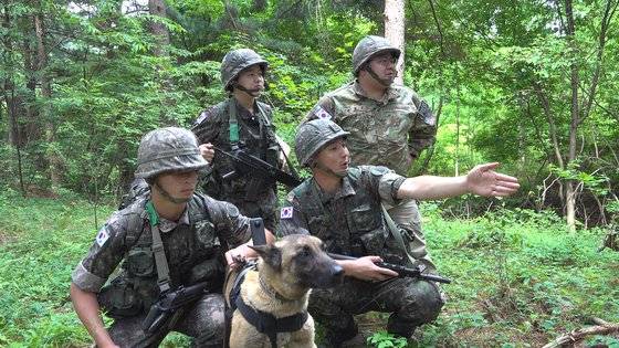 군견은 5㎞ 이내 적의 흔적을 찾아내 추적하거나 정찰할 수 있다. 작전팀장 최용선 상사가 손을 들어 추적 작전을 지휘하고 있다. [영상캡처=공성룡 기자]