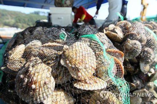 경남 고성군 자란만 가리비 수확 [경남 고성군 제공. 재판매 및 DB금지]