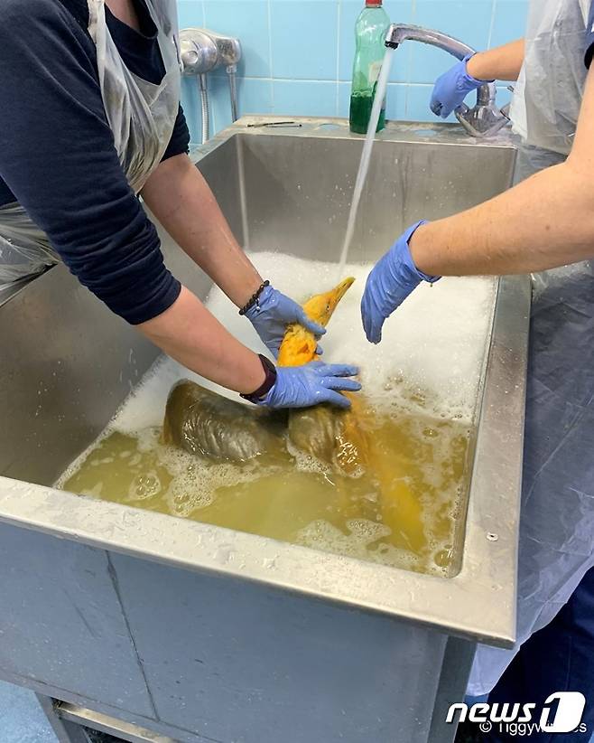 영국 야생동물 전문 치료·재활시설 티기윙클스 직원들이 카레로 뒤덮인 갈매기를 씻기고 있다. (티기윙클스)© 뉴스1