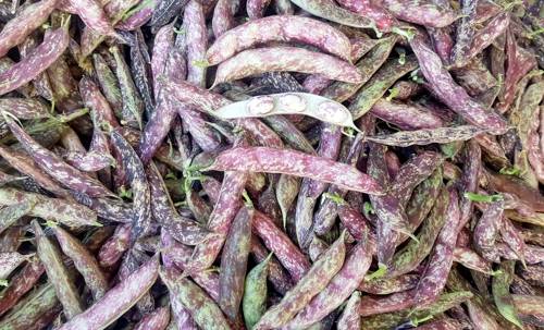 덩굴강낭콩 [당진시 제공. 재판매 및 DB 금지]