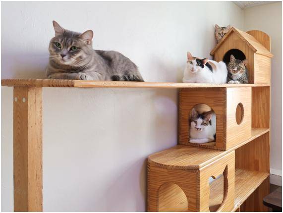 나비야사랑해에서 보호 중인 고양이들이 서울 용산구 나비야사랑해 제2보호소에서 휴식을 즐기고 있다.