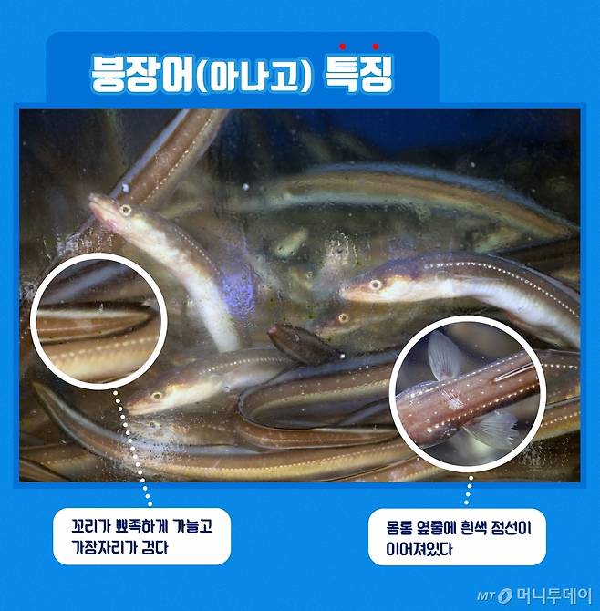 붕장어 구별법/디자인=유연수 디자이너