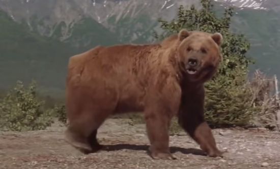 '시튼동물기'에 등장하는 '회색곰 와이브'는 자신의 세력을 다스릴 힘이 없어졌음을 깨닫자 유황냄새가 나는 곳으로 가 스스로 목숨을 끊습니다. 사진은 영화의 한 장면. [사진=유튜브 화면캡처]