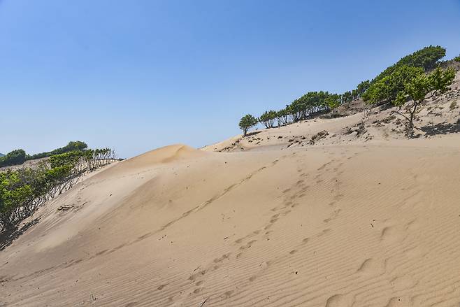 점점 부풀어 오르는 사구는 옆구리 살처럼 보드랍다