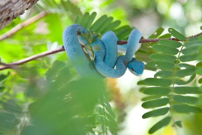 코모도 섬에는 왕도마뱀 말고도 희귀한 생명이 많이 산다. 매혹적인 에메랄드빛을 띠는 살모사도 봤다. 최승표 기자