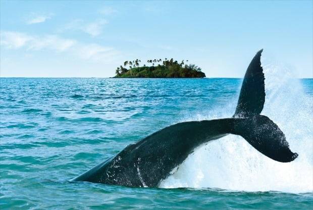 세상에서 가장 아름다운 바다로 유명한 쿡 아일랜드는 해변과 바다에서 고래 등 큰 고기가 유영하는 모습을 쉽게 볼 수 있다.