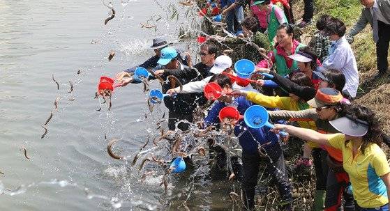 2013년 부산 수영강체육공원에서 모기퇴치 미꾸라지 방류행사를 진행하고 있다. [중앙포토]