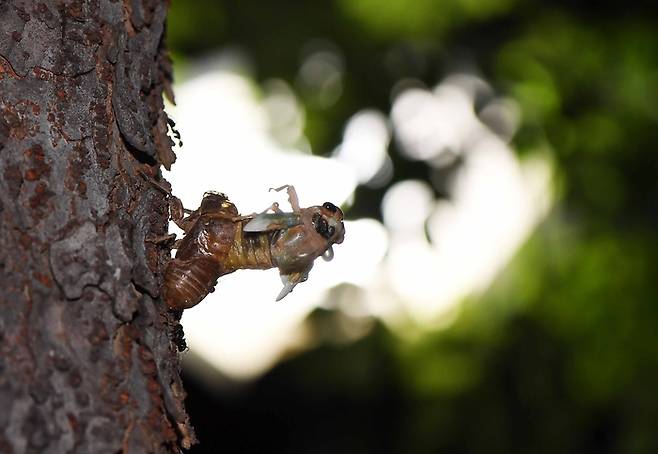 매미는 여름을 알리는 전령사다. 요즘 들어서는 개체수가 너무 많고 낮밤 가리지 않고 울어대 잠못 이루는 시민들의 따가운 눈총을 피하기 어렵다. 하지만 어쩌랴. 수컷매미들도 한 두주일 안에 짝을 찾아 번식 후 짧은 생을 마감하려니 일각이 여삼추다. 매미의 애달픈 사연을 알고나면 그저 탓할 일만도 아니다.