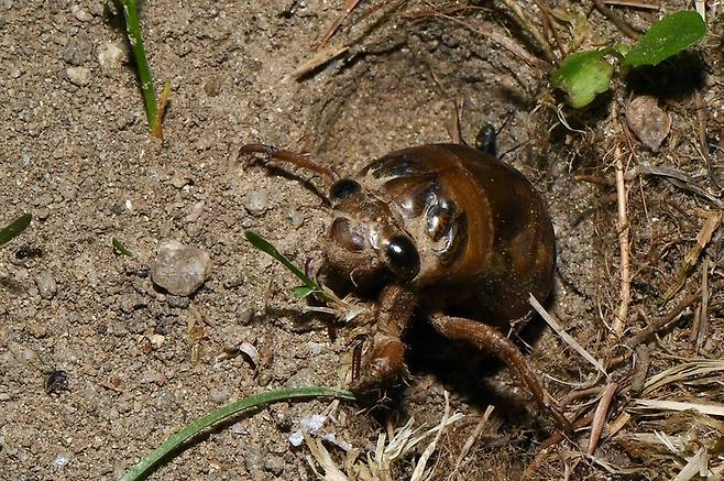 매미 애벌레는 땅 표면 근처까지 굴을 뚫고 올라와 기다린다. 해가 지고 어둠이 내리면 지상으로 얼굴을 내민다. 이들의 목표는 발톱으로 단단하게 고정시킬 수 있는 나무껍질이다.