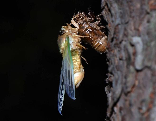 허물을 갓 벗고 나온 매미는 전체적으로 색소가 없어 밝은 색을 유지하는데 이때 눈에 잘 띄어 천적으로부터 공격을 당하기 십상이다.