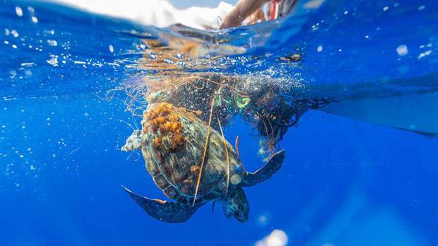 벨기에 방송 채널 RTBF는 지난 12일(현지시간) 포르투갈 아조레스 제도 피쿠섬 인근 해상에서 폐그물에 목이 감긴 바다거북이 구조됐다고 전했다./사진=빈센트 르그랑