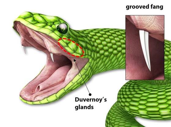 어금니 독사 독 침투 원리. 독이 들어있는 침샘(Duvernoy's glands)이 있으나, 독을 밀어내는 근육 조직은 없다. 홈이 있는 이빨이 피부에 박히면 벌어진 독이 자연스럽게 주입된다. [연합뉴스]