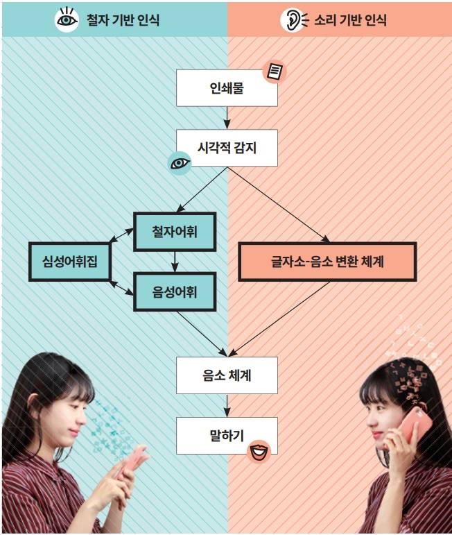 사람이 말의 의미를 파악할 때는 철자기반인식경로와 소리기반인식경로, 두 과정이 함께 일어난다. 전자는 철자를 보고 머릿속의 심성어휘집과 비교해  뜻을 파악하는 과정이고, 후자는 철자를 머릿속으로 읽어 소리를 거쳐 의미로 연결하는 과정이다. 사진 이한철/과학동아