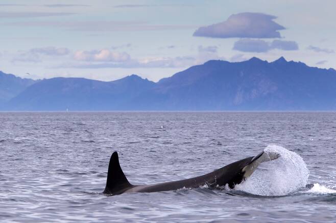 노르웨이의 한 피오르 해안에서 범고래가 꼬리치기 기술로 물고기를 사냥하고 있다. 야틴 크리슈나파, 위키미디어 코먼스 제공.