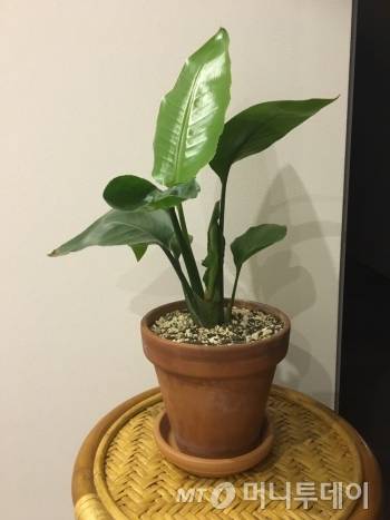 식물은 필요한 만큼만 물을 먹고 산다. 그 이상으로 더 많이 주다간, 뿌리가 썩는 경우가 많다. 작은 식물을 보며 그런 삶을 살면 좋겠단 생각을 했다. 일단 불룩 나온 내 배부터 어떻게 좀./사진=남형도 기자