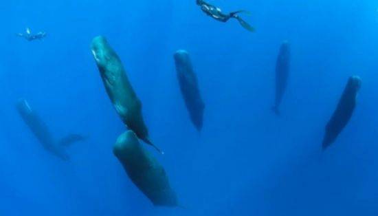 향유고래의 수면 장면. [유튜브 화면캡처]