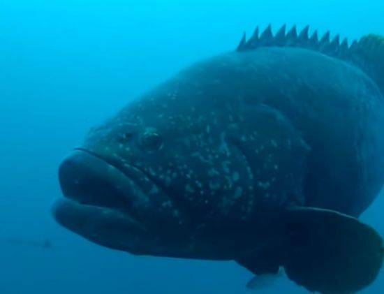 물고기는 눈을 뜨고 잡니다. [사진=유튜브 화면캡처]