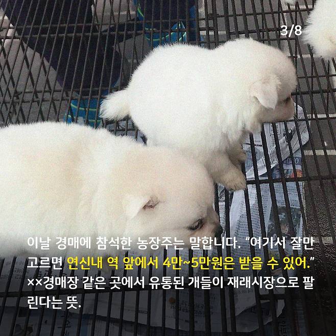 애니멀피플