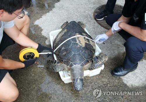 포항 앞바다서 발견된 푸른바다거북 (포항=연합뉴스) 손대성 기자 = 20일 경북 포항시 북구 흥해읍 용한리 앞바다에서 죽은 채 발견된 국제적 멸종위기종 푸른바다거북이 포항해양경찰서 영일만파출소에 놓여 있다. 포항해경은 국립해양생물자원관에 넘겨 처리했다. 2019.8.20 sds123@yna.co.kr